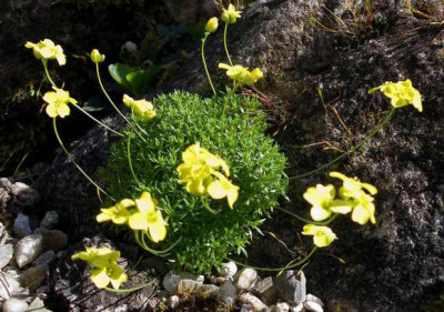 Draba_imbricata_2007-04-06.JPG