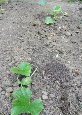 Melonen_270518.jpg