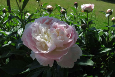 pfingstweissrosa01.jpg