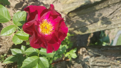 20180527_09285.jpg