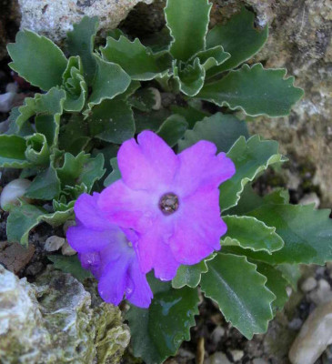 Primula_allionii_x_miniera_2007-04-06.JPG
