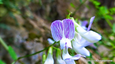 Vicia sylvatica-Wald Wicke (2).jpg
