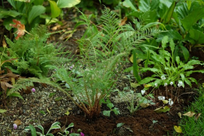 Polystichum set.Lineare.JPG
