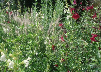 Salvia_pennisetum_280518.jpg