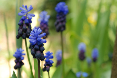 Muscari-Aquarell-k.jpg