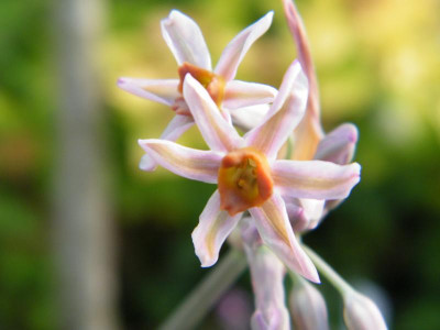 Tulbaghia 'Hazel'.JPG
