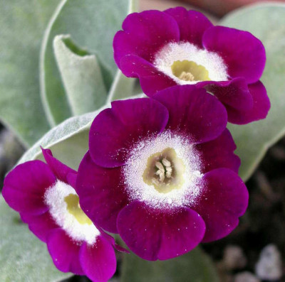 Primula_x_pubescens_Rosalie_Edwards_2007-04-06.JPG