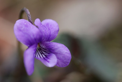 Viola-labradorica-k.jpg