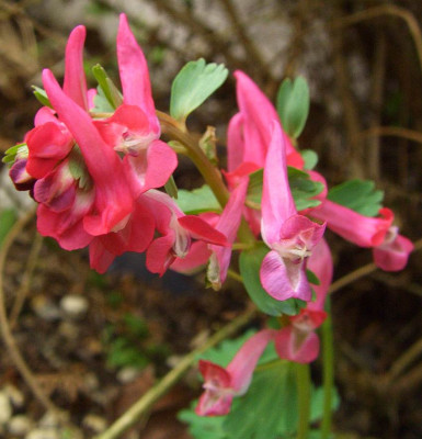 Corydalis_solida_07-01.jpg