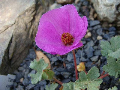 Tarasa humilis.jpg