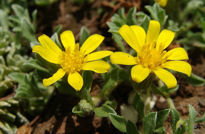 Heterotheca pumila2.jpg