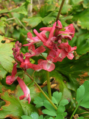 Corydalis_solida_07-02.jpg