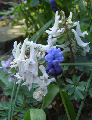 Corydalis_solida_07-03.jpg