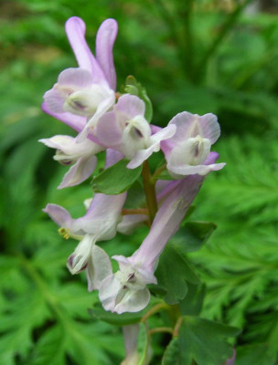 Corydalis_solida_07-04.jpg