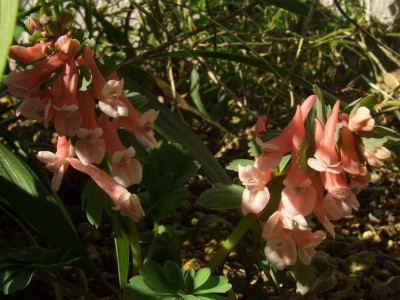 Corydalis_solida_07-05.jpg