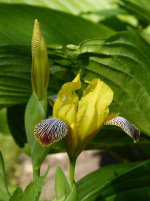 2018-05-28 Iris.jpg