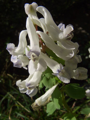 Corydalis_solida_07-06.jpg