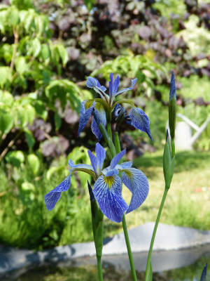 2018-05-28 Iris pseudacorus 'Spartacus'.jpg
