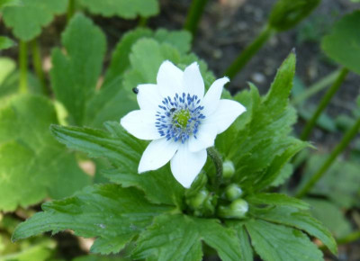 2018-05-28 Anemone rivularis 1.jpg