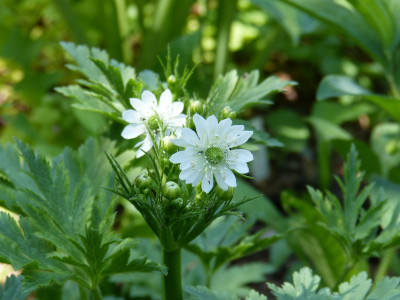 2018-05-28 Anemone tetrasepala 1.jpg
