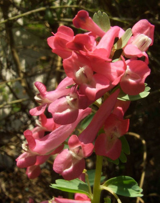 Corydalis_solida_07-07.jpg
