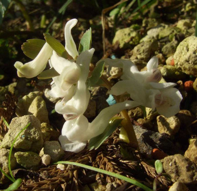Corydalis_solida_07-08.jpg