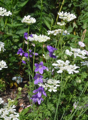 Campanula_collina-Ekki.18-1.jpg