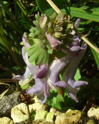 Corydalis_solida_07-09.jpg