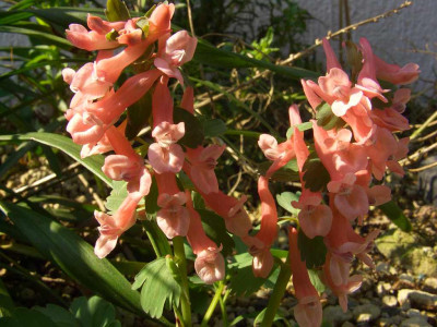 Corydalis_solida_07-10.jpg