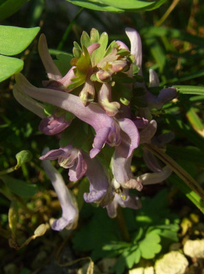 Corydalis_solida_07-11.jpg