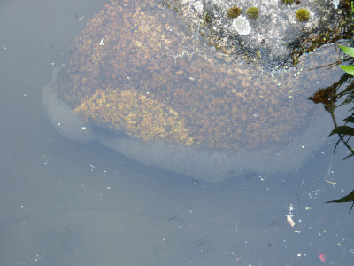 2018-05-28 Süßwasserschwamm.jpg