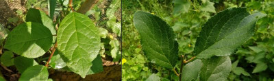 Mirabelle Blatt.jpg