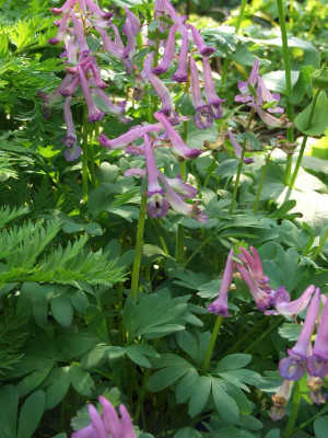 Corydalis_solida_07-13.jpg