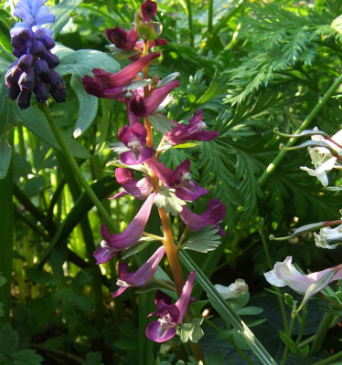 Corydalis_solida_07-14.jpg