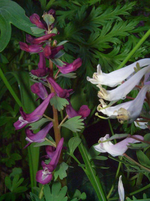 Corydalis_solida_07-15.jpg