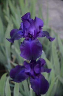 D3489 (Large).JPG