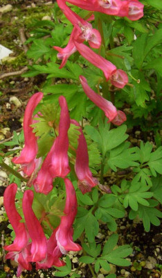 Corydalis_solida_Beth_Evans_07-01.jpg