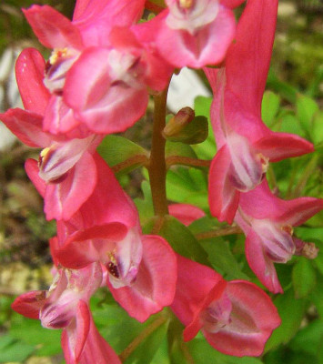 Corydalis_solida_Beth_Evans_07-02.jpg