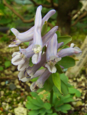 Corydalis_solida_Christina_07.jpg