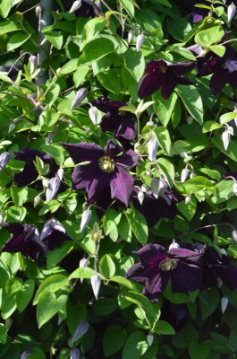 Clematis-Romantika.18-1.jpg