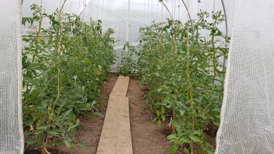 Tomatenhaus 1.jpg