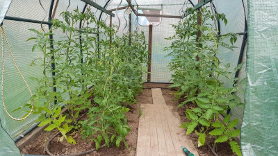 Tomatenhaus 2.jpg