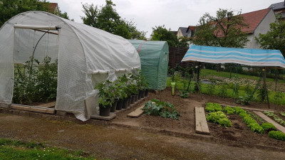 Freiland Tomaten.jpg