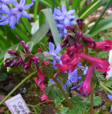 Corydalis_solida_ssp._incisa_und_x_Chionoscilla_allenii_07-01.jpg
