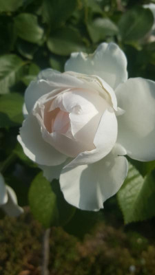 20180527_09291.jpg