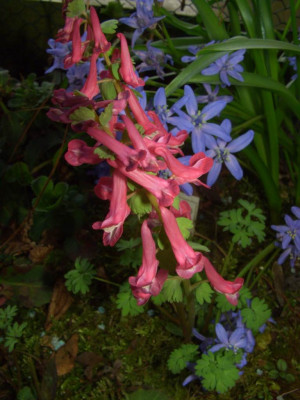 Corydalis_solida_ssp._incisa_und_x_Chionoscilla_allenii_07-02.jpg