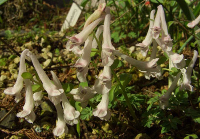 Corydalis_kusnetzovii.jpg