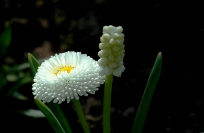 Bellis_und_Muscari_1_04-04-2007.jpg