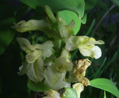 Corydalis_cava_gelb.jpg