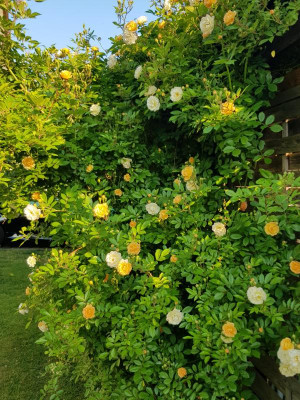 20180529_070228.jpg
